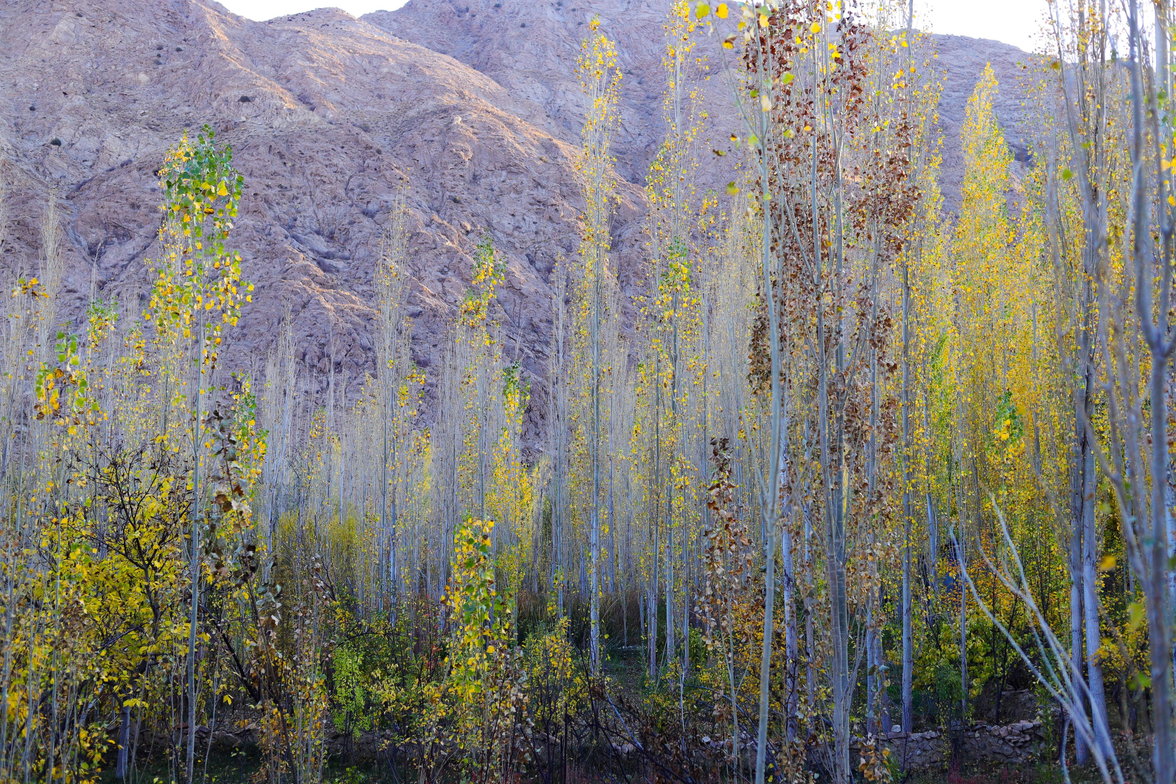 Kalash Valley Tour